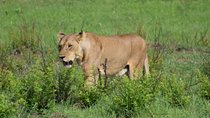 Trip for backpackers – Ngorongoro, Tarangire, Mt. Oldeani 