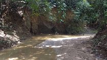 Colorados - Palenque