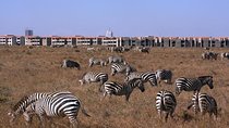 Nairobi National Park/ Giraffe Centre