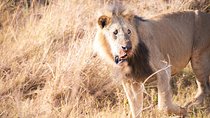 6.a.m. To 11.a.m Nairobi National Park Game Drive