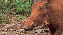 6.a.m To 12 Noon Nairobi Park Game Drive And Giraffe Centre
