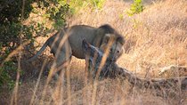 Nairobi Park/elephant Orphanage/giraffe Centre/lunch/karen Blixen/bomas Of Kenya