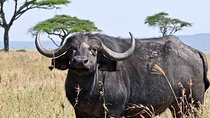 10 Days / 9 Nights Private group safari 