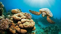 Discover Marsa Mubarak Reef Snorkeling Trip & Lunch – Marsa Alam