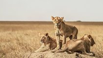 8 Days Flamingoes & Wildlife Safari