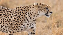 Two Nights (Mid-Range) Amboseli safari