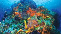 Discover Scuba Diving - One Tank at Coral Reef