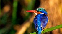6 Days Private Safari Tanzania