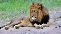 6 Days Budget Camping Tanzania Safari Highlights