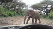Tanzania Safaris | 4 DAYS SAFARI-Serengeti NP,Ngorongoro Crater & L.Manyara NP.