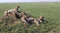 Tanzania Safari: 1 day Safari - Ngorongoro Crater.