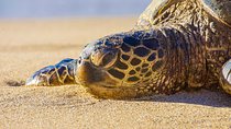 Private Tropics of Maui & Rainforest Valley: Lahaina & West Maui Hotel pick up