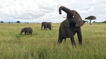 2 nights 3 days safari to mikumi national park
