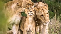 4 Day Kruger National Park and Panorama Route Safari