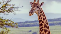 Giraffe Walk and Buffalo Experience Combo