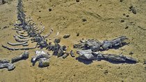 Day Tour to El Fayoum Pyramids From Cairo or Giza