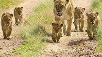 Tanzania Safaris | 2 DAYS SAFARI-Ngorongoro crater and L.Manyara NP or Tarangire