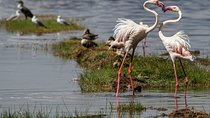 Lake Nakuru/Lake Naivasha Day trip from Nairobi