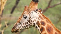 Lake Nakuru park/LakeNaivasha boat ride Riftvalley Day trip