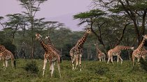 Nairobi National Park 5 Hours Tour