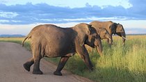 6-Day Best of Tanzania Budget Safari from Arusha