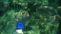 Snorkeling Tour to Amazing Coral Garden in South Gilies