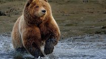 One day trip Bear Sanctuary Dracula Castel and Rasnov Fortress from Brasov