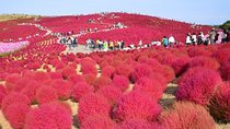 Autumn flowers at Hitachi Seaside Park 1 Day from Tokyo