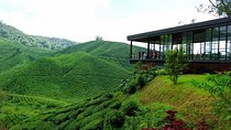 Cameron Highlands & Batu Caves Full-Day Tour