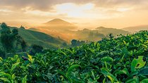 Garden of Nature - Cameron Highlands Full Day Tour
