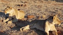 Ultimate Chobe Safari Day Trip from Victoria Falls 