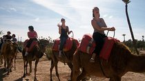 Guided Marrakech Camel Riding in Palm Grove + minth tae