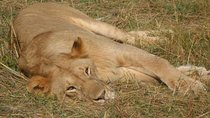 Private Safari, Nairobi National Park/elephant & Giraffe Centre