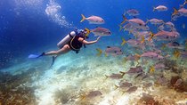 Diving in the Mexican Caribbean for Beginners | 2 Tanks 2 Dives | All Inclusive 