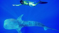 Private Transfer and Whale Watching Tour from Hikkaduwa and Galle