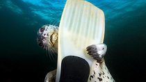 Snorkel, Kayak, and Seal Adventure: Vancouver Boat Tour