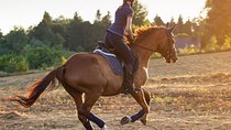 Desert Horse Riding- 1 Hour