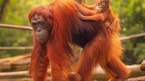 Private Tour Ragunan Zoo, natural life of animals