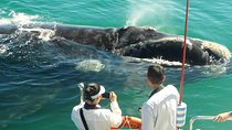 Hermanus Whale Watching & Penguins Shared Tour from Cape Town