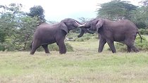 Tanzania Safaris | 5 DAYS SAFARI - Serengeti NP,Ngorongoro,L.Manyara/Tarangire 
