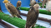 Falcon Hospital Tour Abu Dhabi