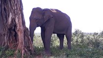 Private 2-Day Trip To Mirissa Beach And Yala From Colombo