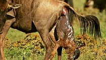Ngorongoro, Manyara, Tarangire