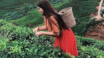 Kandy to Nuwara Eliya Day Tour