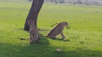Nairobi National park 