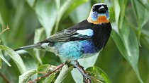 Birding Metropolitan Natural Park
