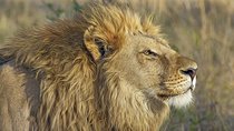4 Days 3 Nights - Ngorongoro Crater & Serengeti 