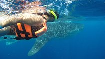 Private Whale Shark Tour from Cancun