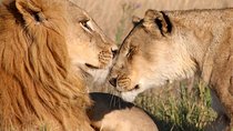 Half day Nairobi National Park tour from Nairobi