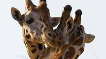 2 days quick trip to Mikumi National park